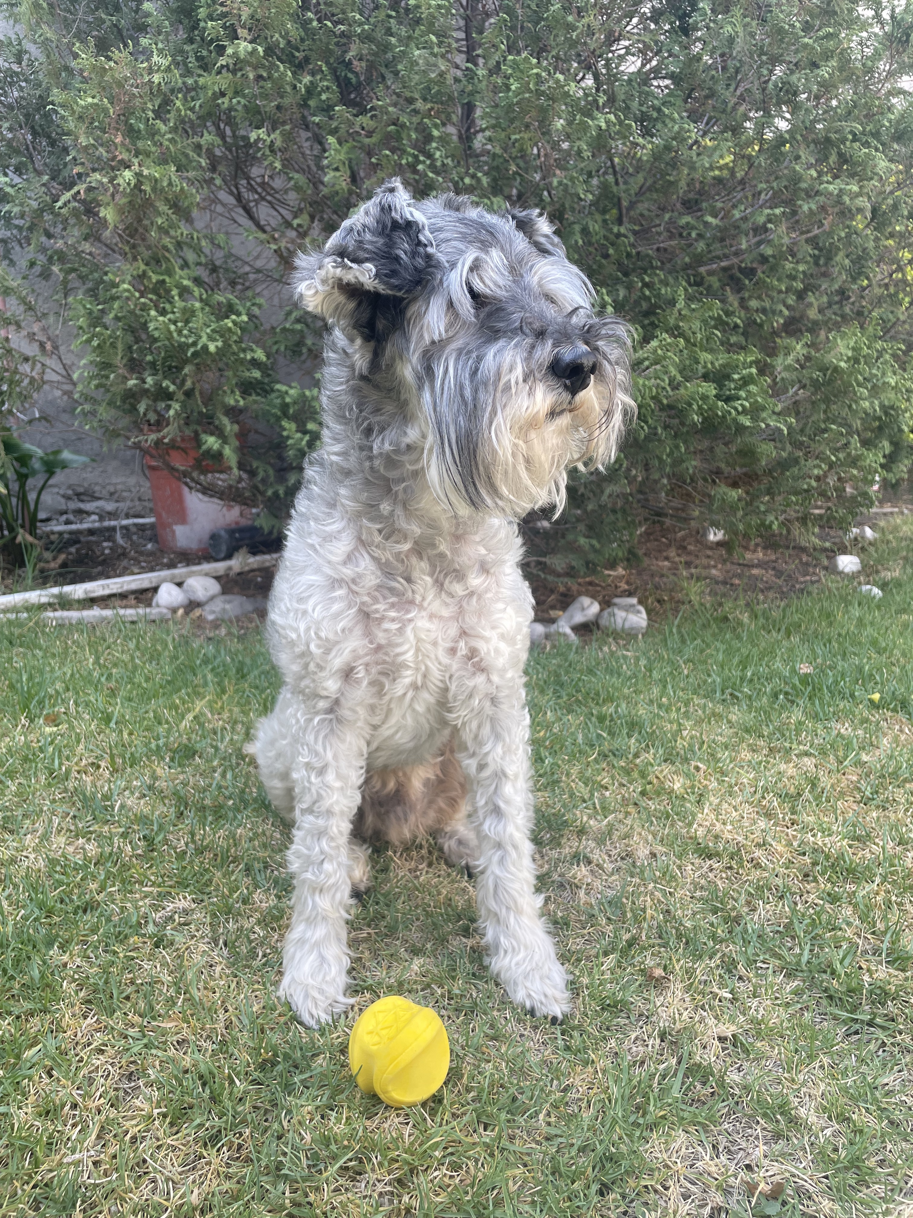 Sid, nuestra mascota